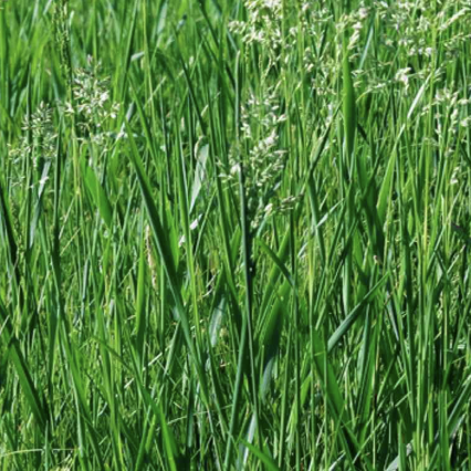 Tall Fescue - Fawn