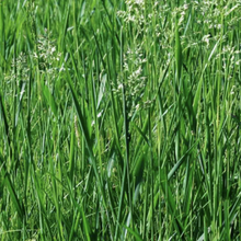 Tall Fescue - Cowgirl
