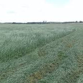 Festulolium - Spring Green