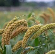 Millet - German