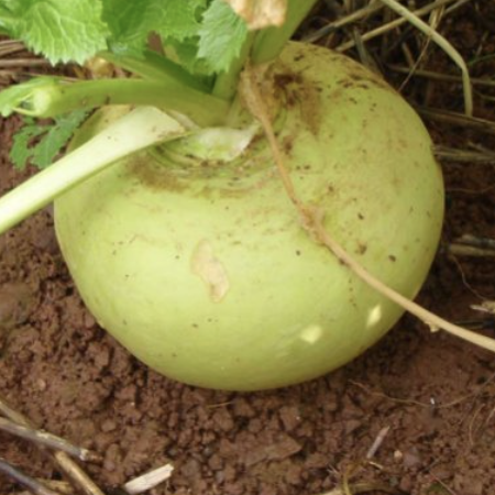 Turnip - Green Globe