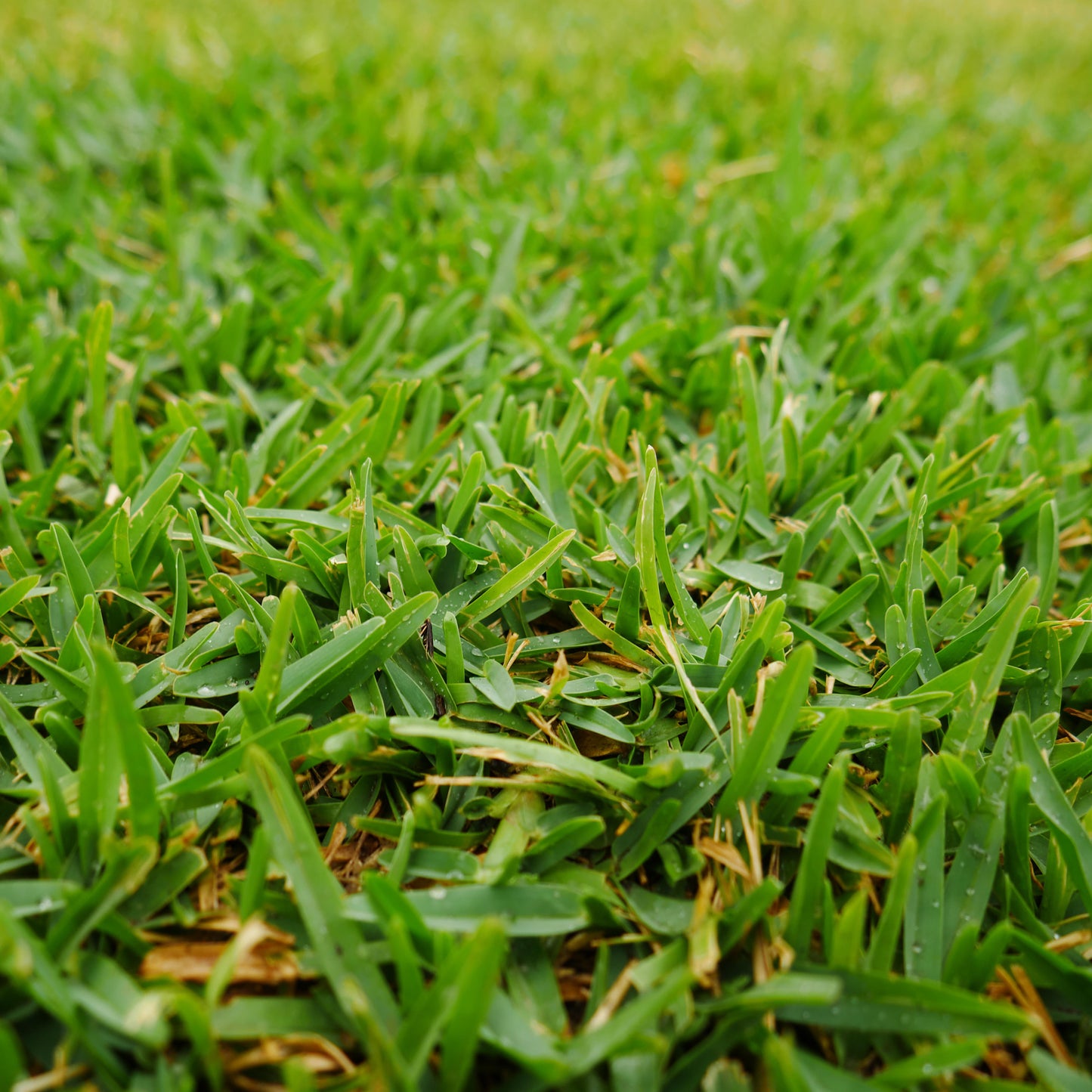 Annual Rye Grass - Gulf