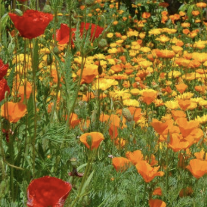 B3E 6lb Bulk Seed & Soil Kit