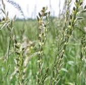 Italian Rye Grass - Dolomite Premium