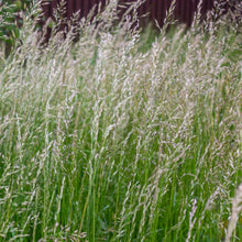 Italian Rye Grass - Tetilia