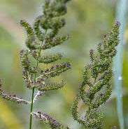 Millet - Japanese