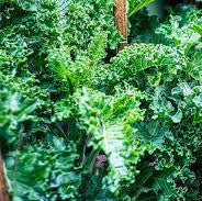 Kale - KaiMai