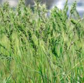 Kentucky Blue Grass - Forage Type