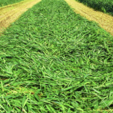Kewaunee Barley