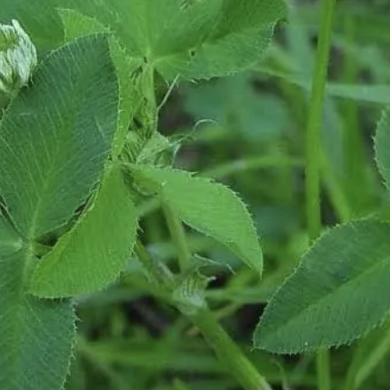 Alsike Clover - Lomiai