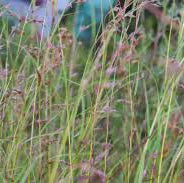 Meadow Fescue - Pardus
