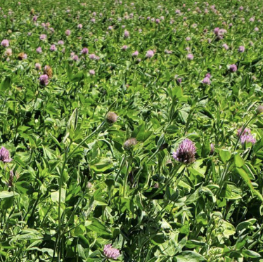 Med Red Clover - VNS Inoculated Only