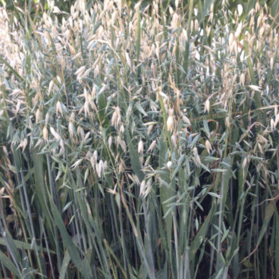Ogle Oats