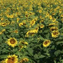 Sunflower - Preredovik