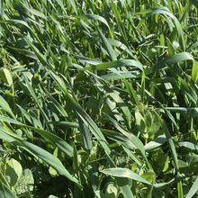 Forage Plus & 40-10 Peas