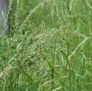 Perennial Rye Grass - Melfrost
