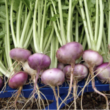 Rutabaga - Purple Top