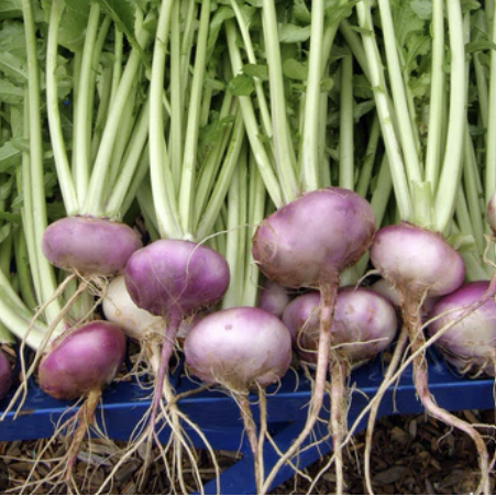 Rutabaga - Purple Top