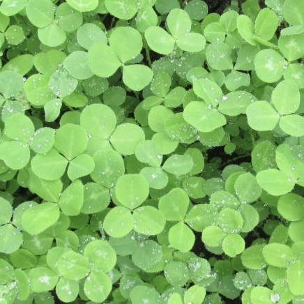 Red Clover - Raptor Raw
