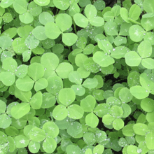 Red Clover - Raptor Raw