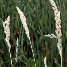 Reeds Canary Grass - VNS