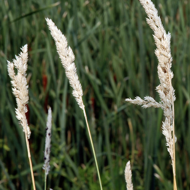 Reeds Canary Grass - VNS