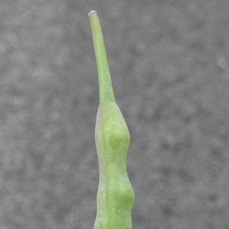 Rapeseed - Dwarf Essex