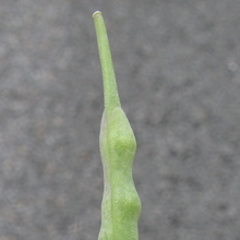 Rapeseed - Dwarf Essex