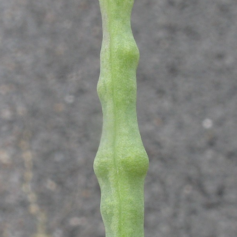 Rapeseed - Trophy
