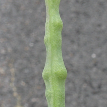 Rapeseed - Trophy