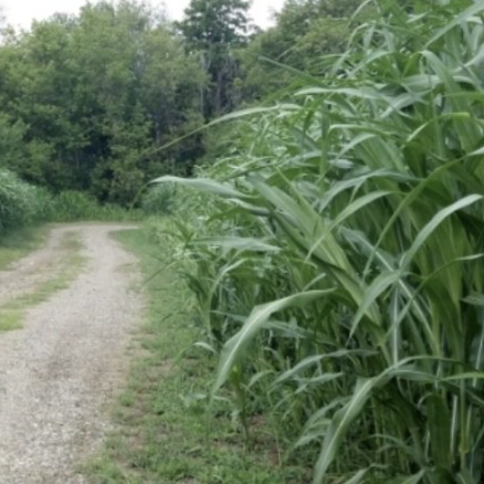 Switchgrass - Dakota