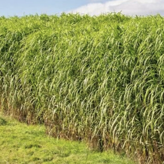 Switchgrass - Forest Burg