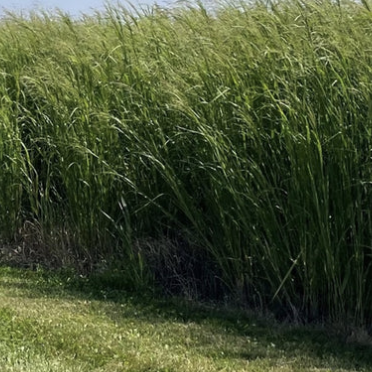 Switchgrass - Cave N Rock