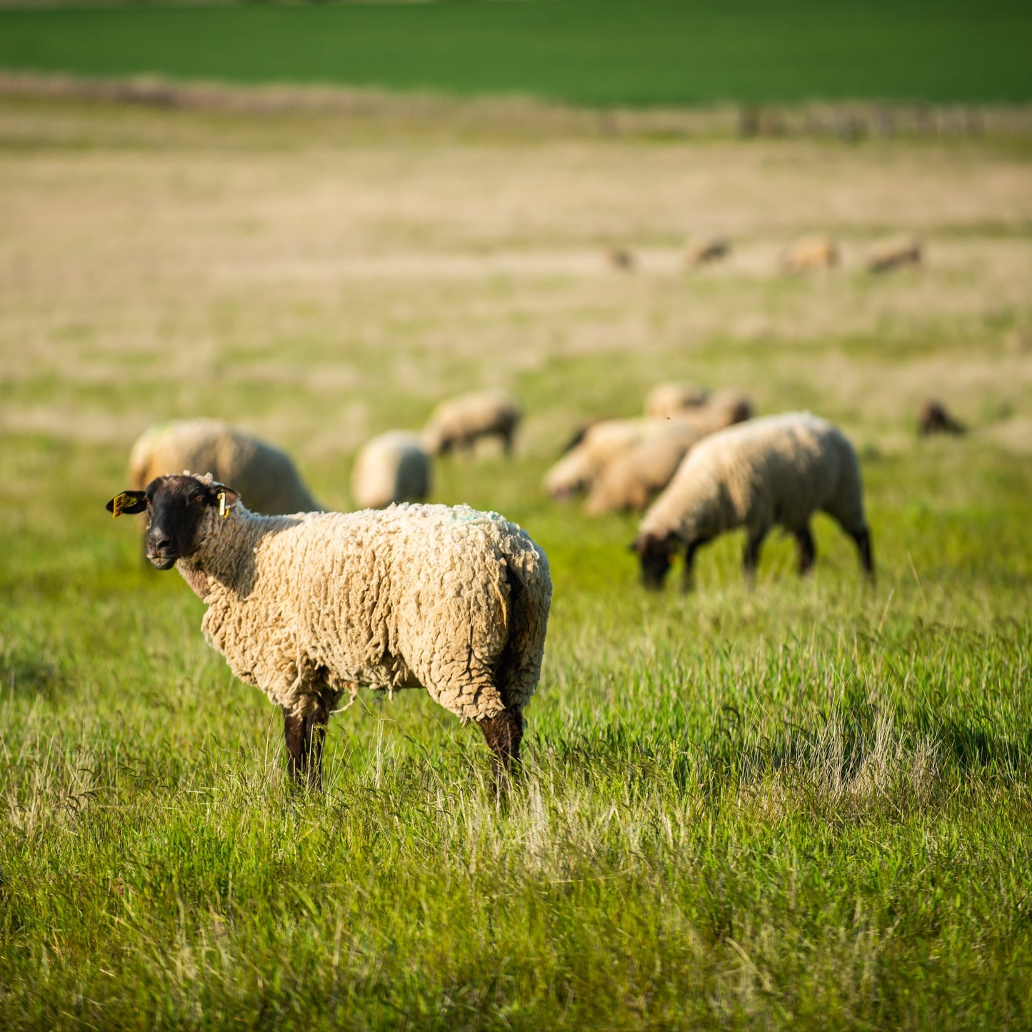 PSG Dryland Grass Mix