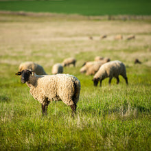 PSG Dryland Grass Mix