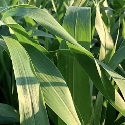 Sorghum - Multicut 300