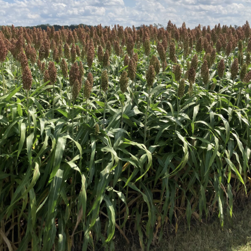 Sorghum - VNS Conventional