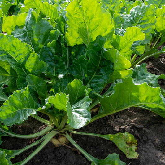 Sugar Beets - VNS