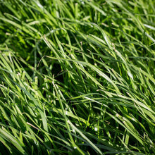 Annual Rye Grass - Tetraploid