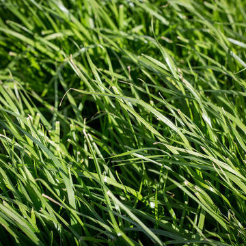Annual Rye Grass - Tetraploid
