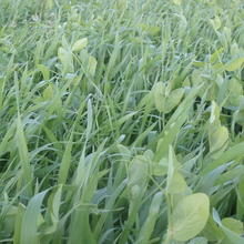 Triticale & 40-10 Peas