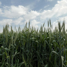 Egyptian Wheat - VNS