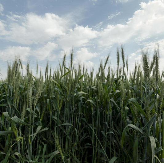Egyptian Wheat - VNS