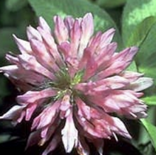 Red Clover - Wildcat 34%